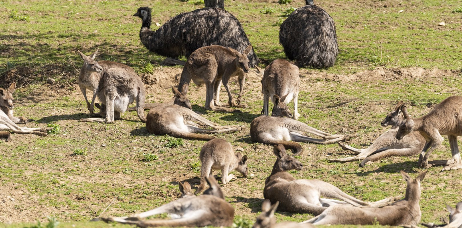 Eine Gruppe Östlicher Grauer Riesenkängurus liegt auf einer Wiese in der Sonne, im Hintergrund sitzen zwei Emus