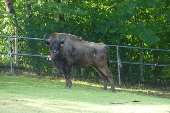 Wisent im Zoo Neuwied