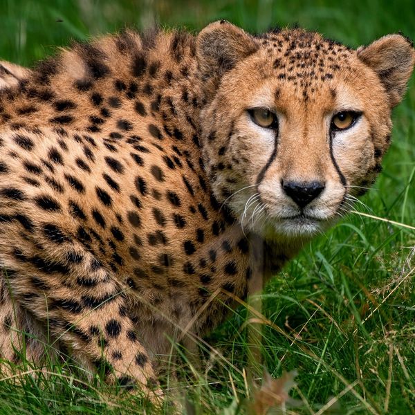 Gepard Gepardenkater Zoo Neuwied