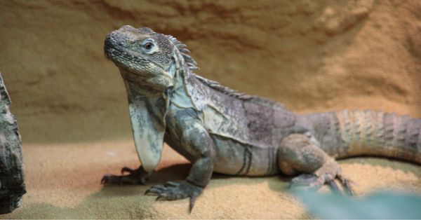 Guatemala Schwarzleguan Zuchterfolg Reptilienzucht Zoo Neuwied Exotarium
