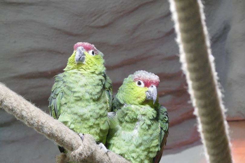 Ecuador-Amazone hochbedroht Artenschutz Amazona lilacina Ecuadoramazone