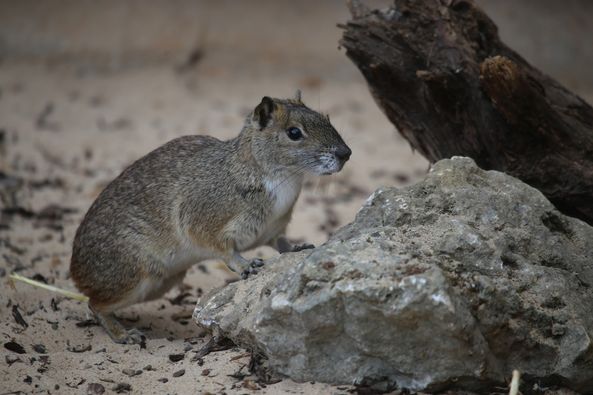 Felsenmeerschweinchen Kerodon rupeastris Zoo Neuwied