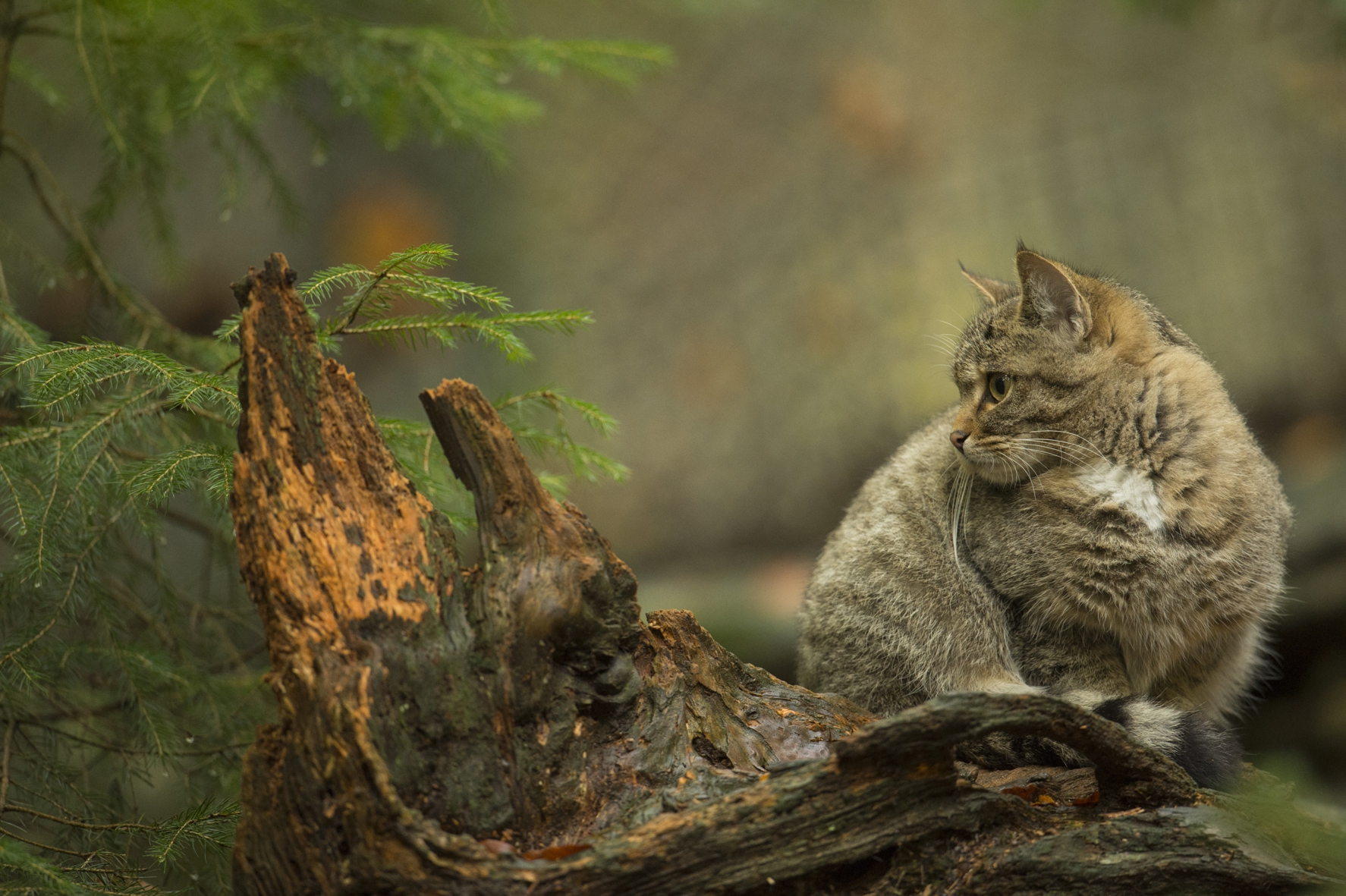 Europäische Wildkatze Felis Silvestris Zoo Neuwied