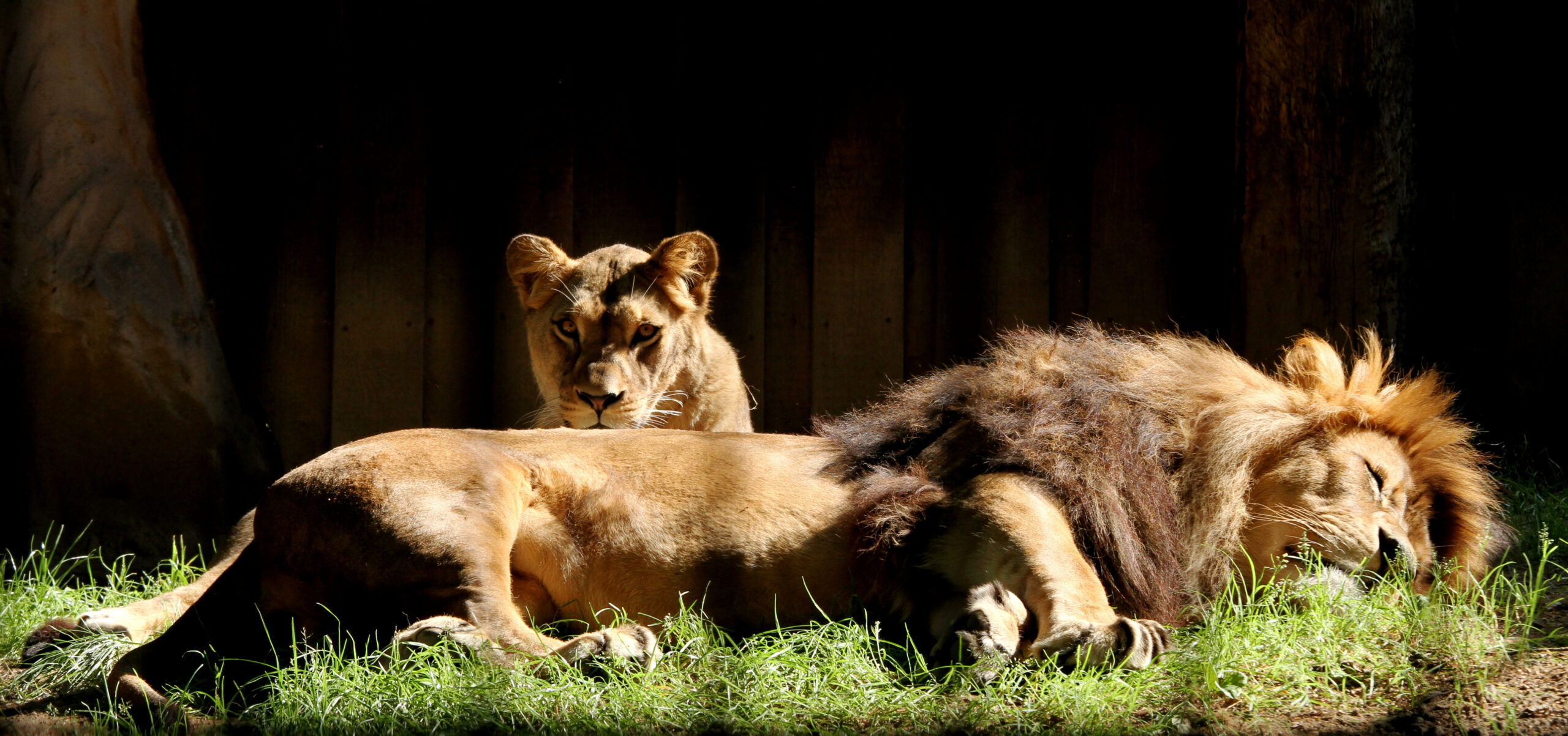 Löwen schlafen im Zoo Neuwied