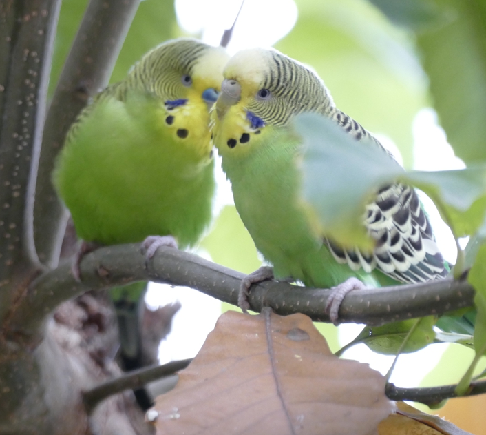 Zwei schn&auml;belnde Wellensittiche im Baum