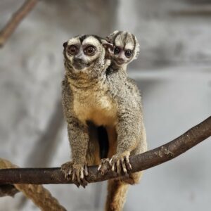 Ein Nachtaffe der auf einem Ast sitzt, mit Jungtier auf dem Rücken. Beide schauen in die Kamera.