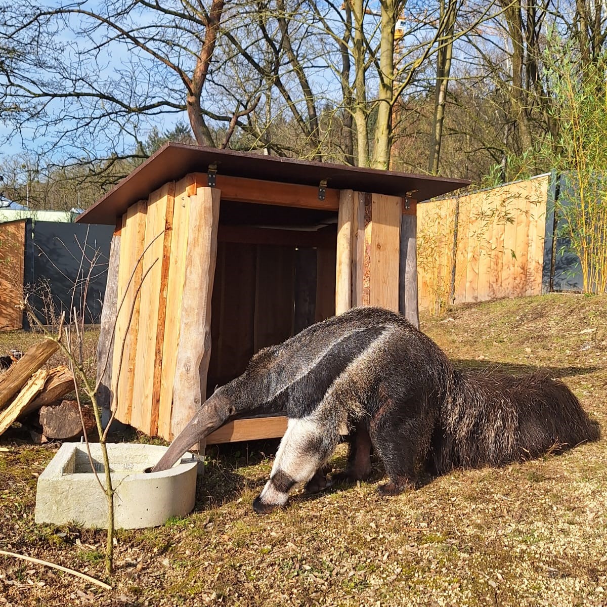 Ein Großer Ameisenbär vor einer kleinen Holzhütte auf einer Wiese