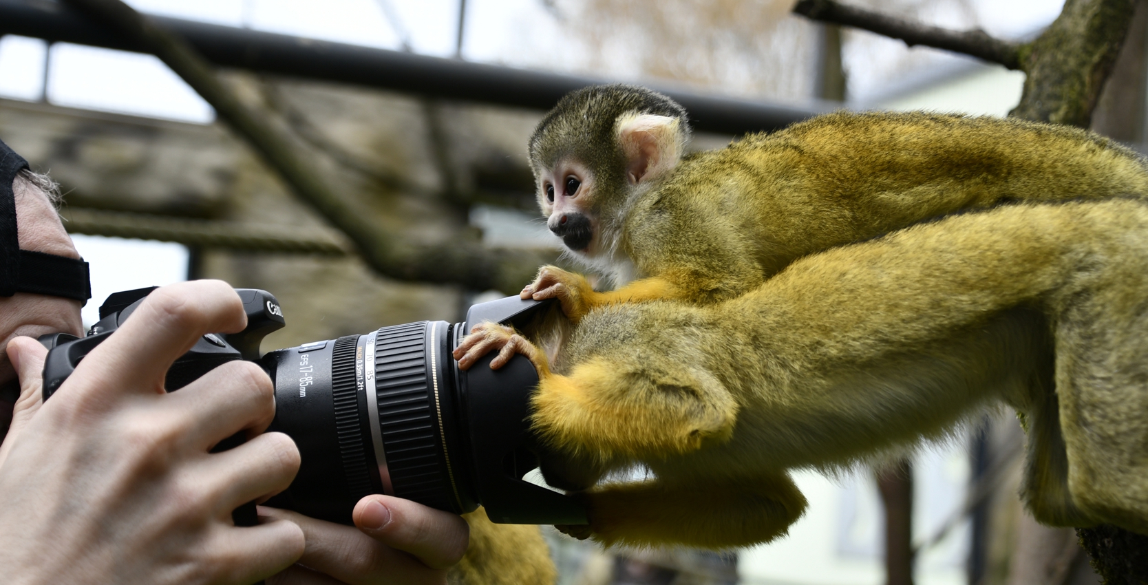 Fotoworkshop Totenkopfäffchen Ein Mann hält eine Fotokamera vor sein Gesicht. Vor der Kamera sitzen zwei Totenkopfäffchen, die die Kamera betasten und ihre Gesichter an die Linse drücken. Im Hintergrund sind Kunstfekswände und darin eingelassene Glasscheiben zu sehen.