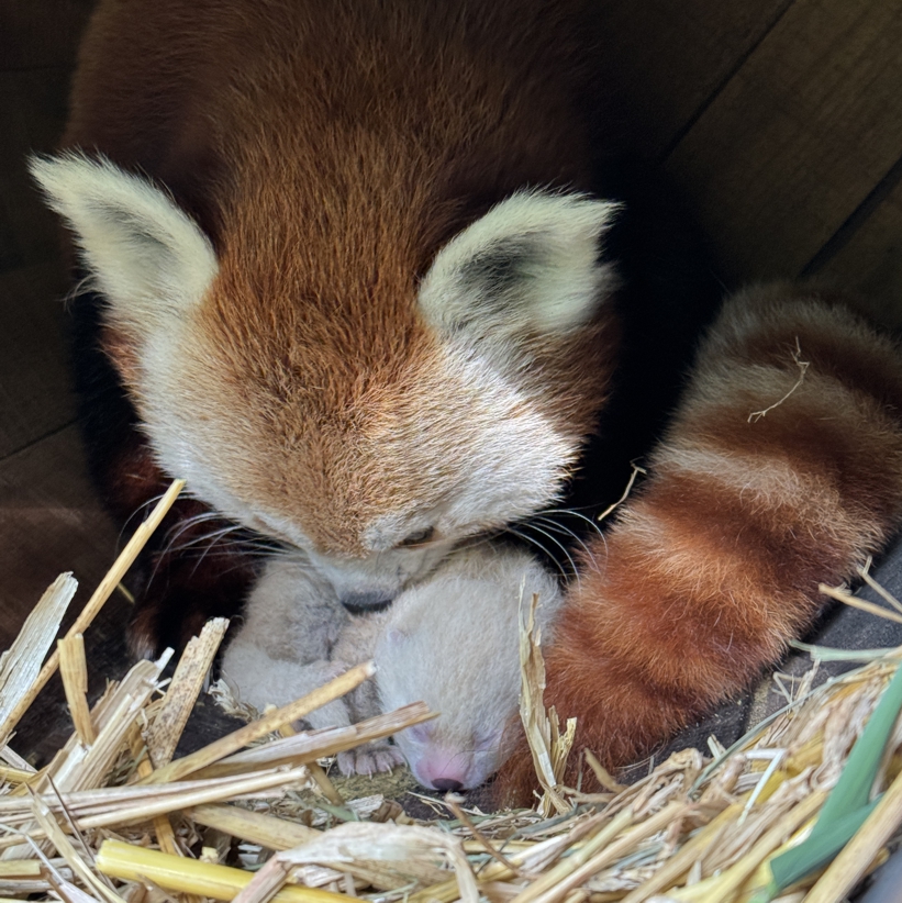 Im Zoo Neuwied beschnüffelt ein Roter Panda sein neugeborenes Jungtier