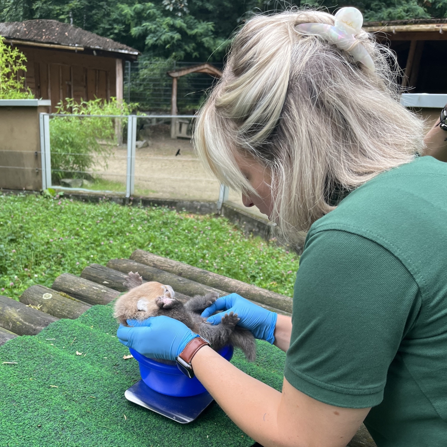 Im Zoo Neuwied untersucht eine Tierärztin ein Katzenbär Jungtier