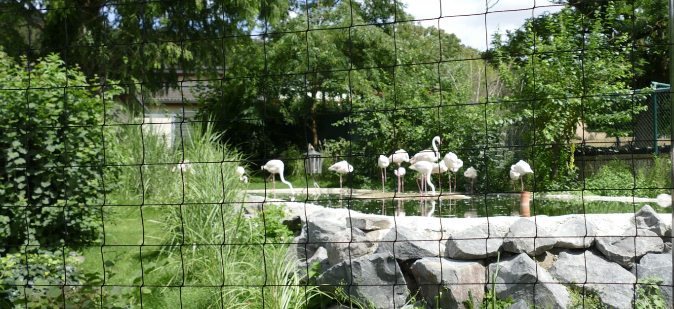 Eine Gruppe Rosaflamingos im flachen Wasser umgeben von Gras und Sträuchern, im Vordergrund ein feines, großmaschiges Netz