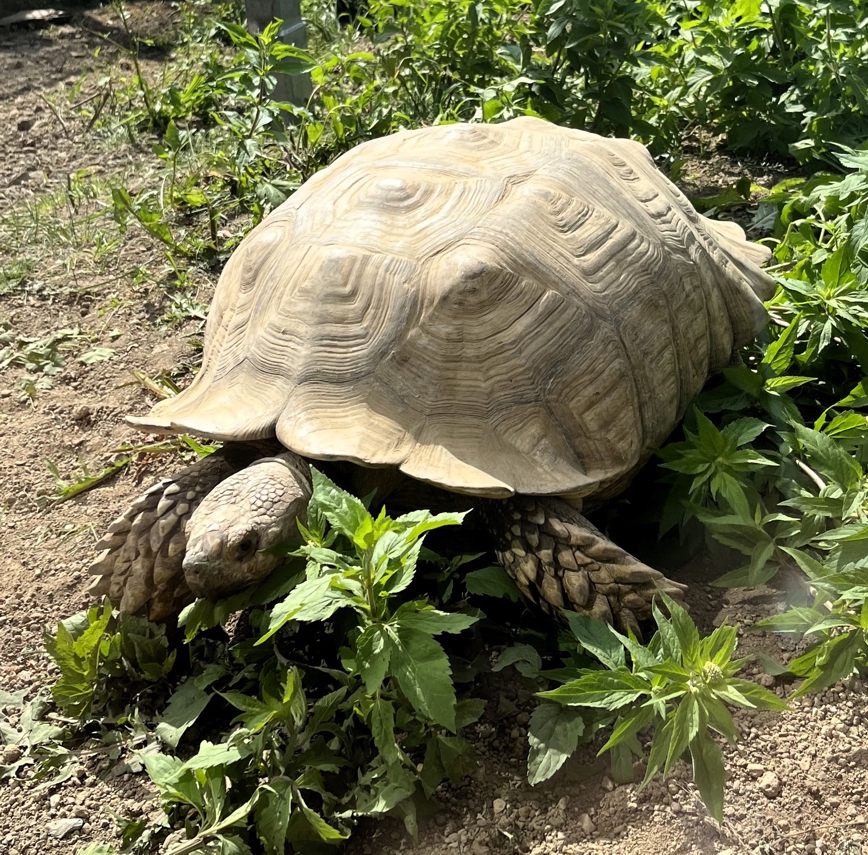 Eine Spornschildkröte frisst Wildkräuter