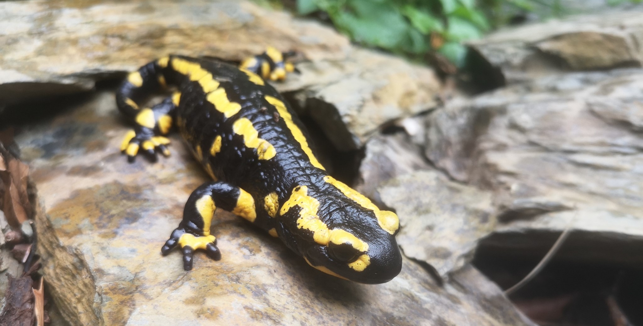 Ein Feuersalamander auf einem Stein