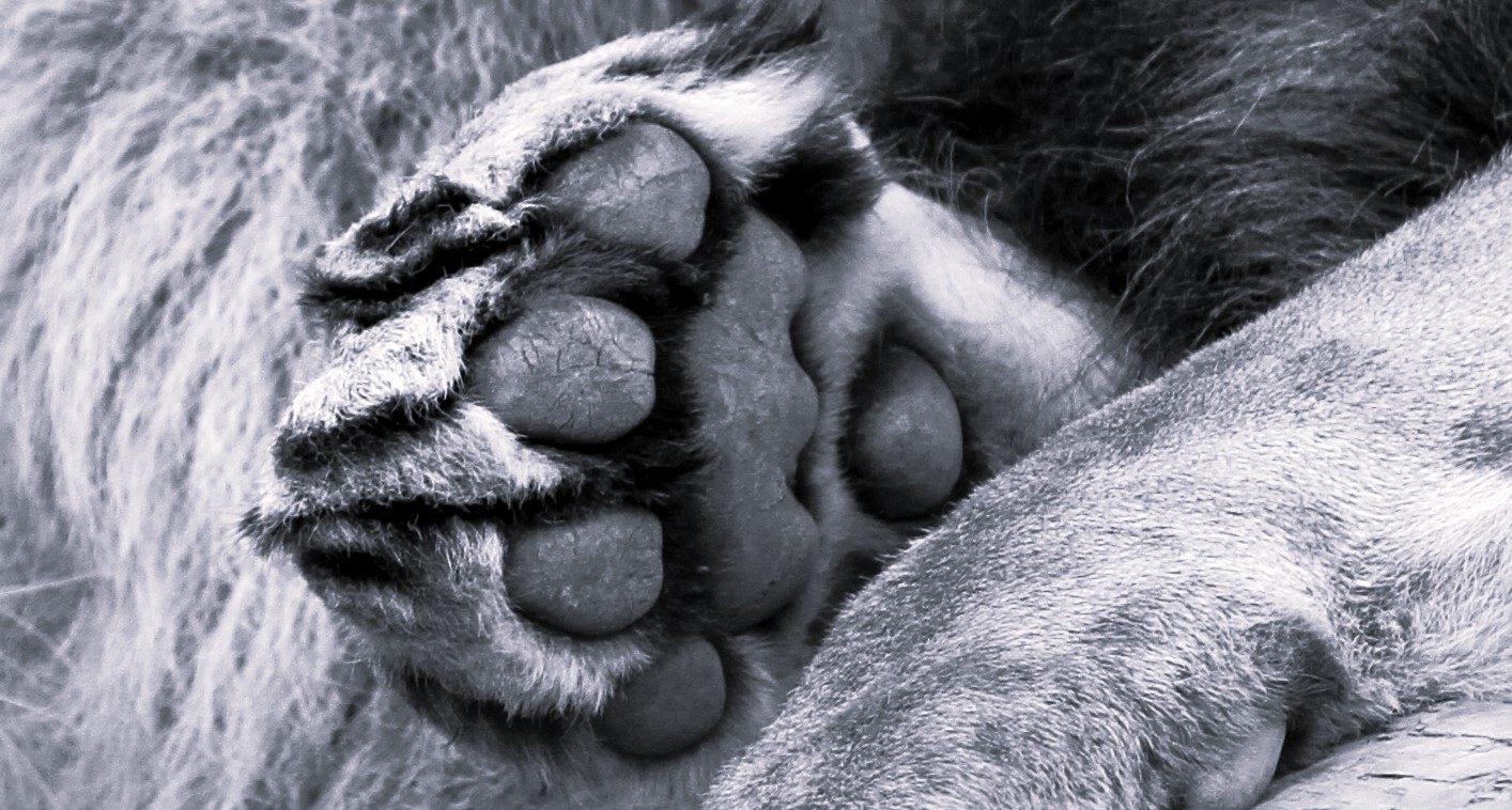 Nahaufnamhe der Tatze eines liegenden Löwen