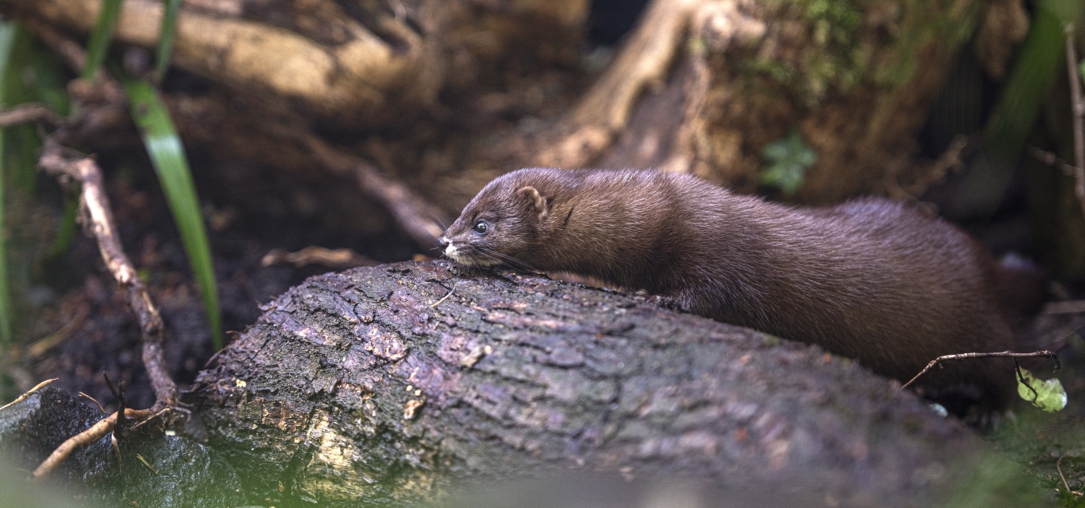 Ein Europäischer Nerz auf einem Baumstamm