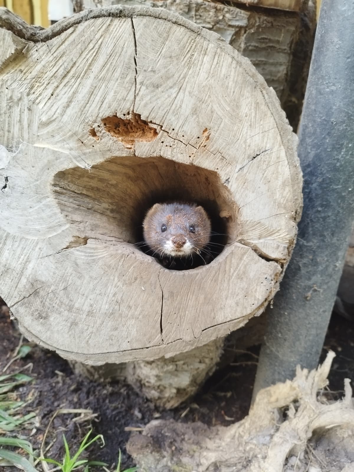Nerz Karl Heinz Sept.25_P.Becker Der Kopf eines Europäischen Nerzes schaut aus einem Loch in der Mitte eines Baumstumpfes heraus