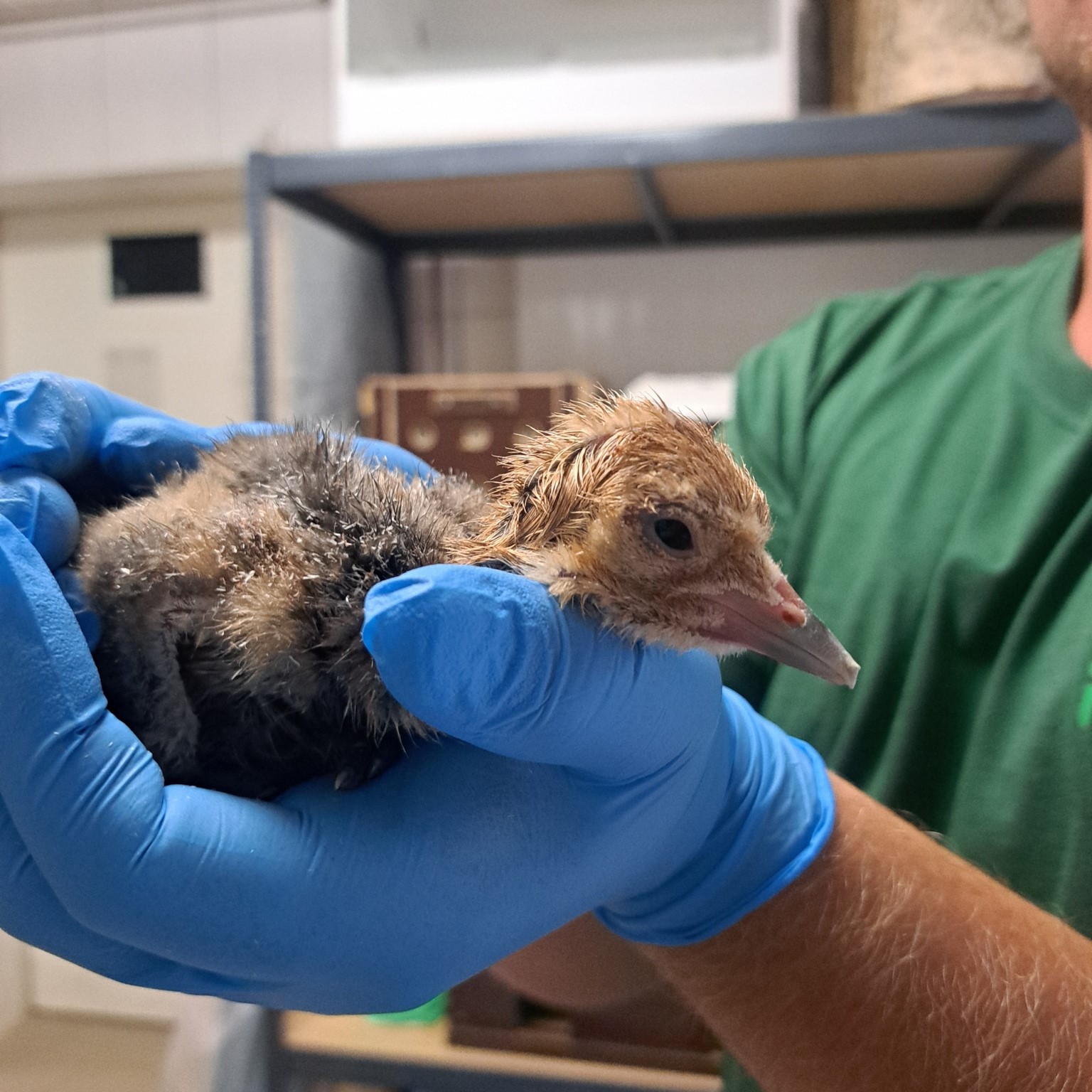 Ein frisch geschlüpfter Paradieskranich in einer menschlichen Hand mit Gummihandschuh