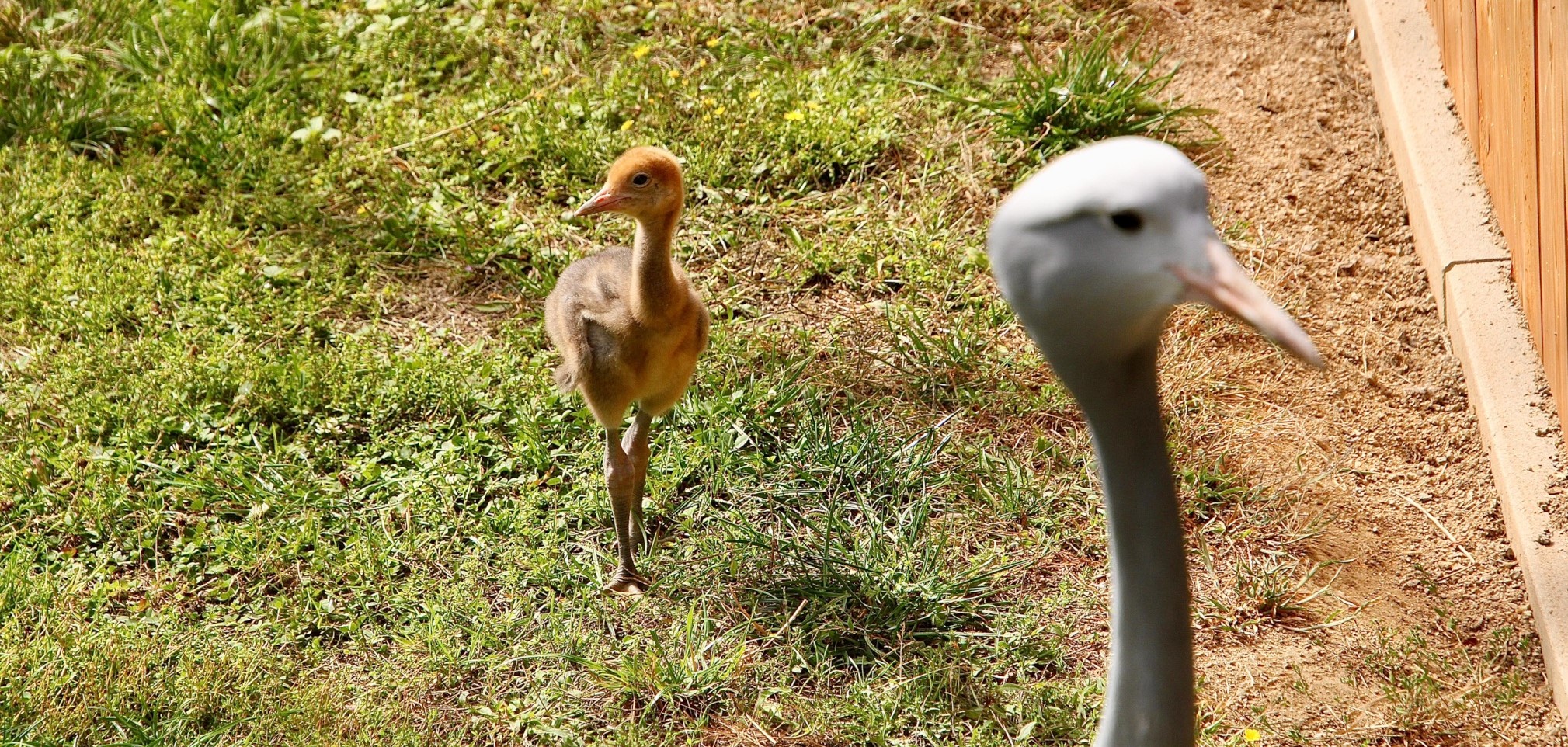 Ein zwei Wochen altes Paradieskranich-Küken folgt seiner Mutter
