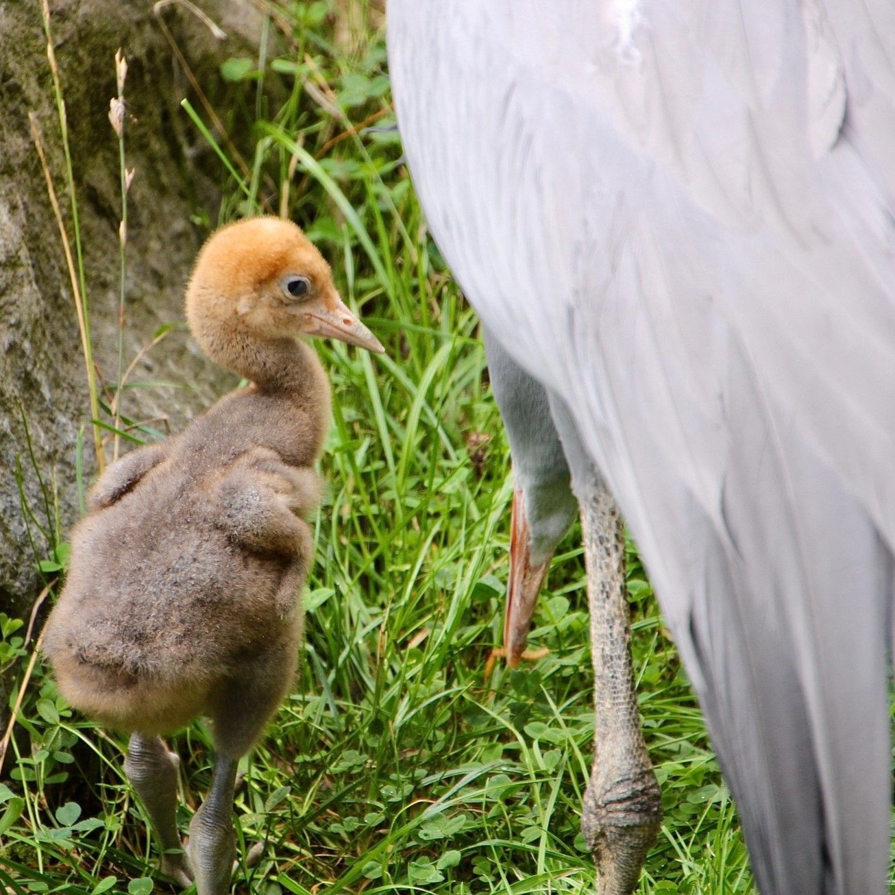 Ein zwei Wochen alter Paradieskranich steht neben seiner Mutter im Gras