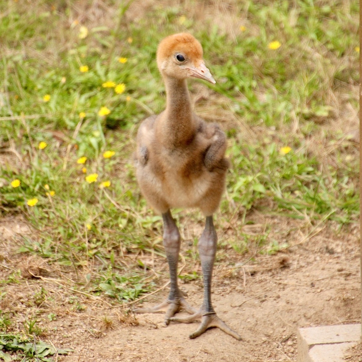 Ein zwei Wochen altes Paradieskranich-Küken