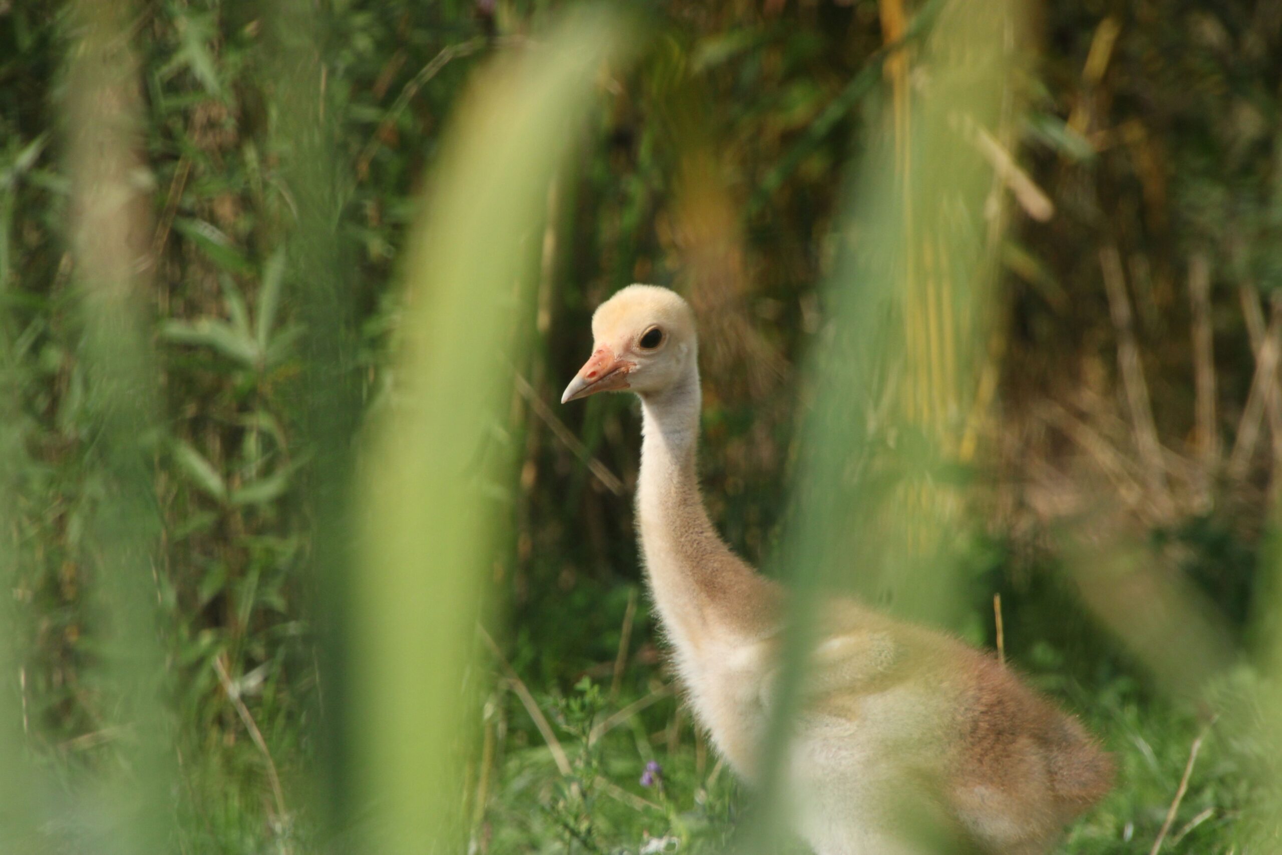 Ein junger Saruskranich im Zoo Neuwied auf seiner Anlage.