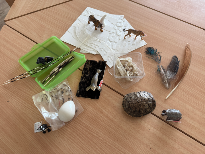 Material inklusive Führung Präparate und Materialien für eine inklusive Führung im Zoo Neuwied.