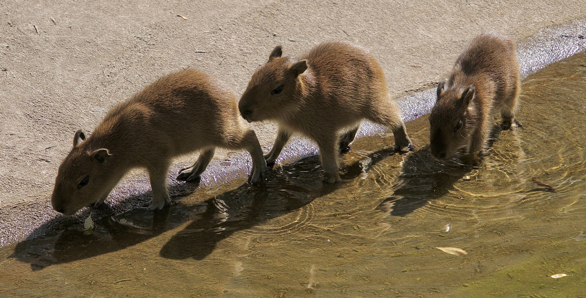 Drei Cabybara Jungtiere laufen hintereinander am Rande eines Teichs