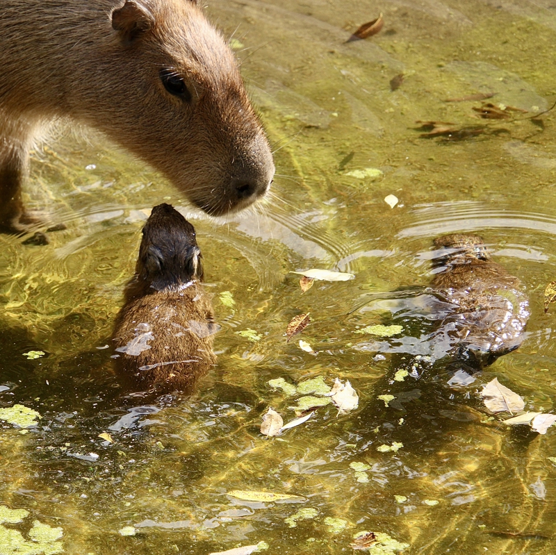 Ein Capybara beugt seinen Kopf zu seinem Jungen herunter, das im Wasser schwimmt