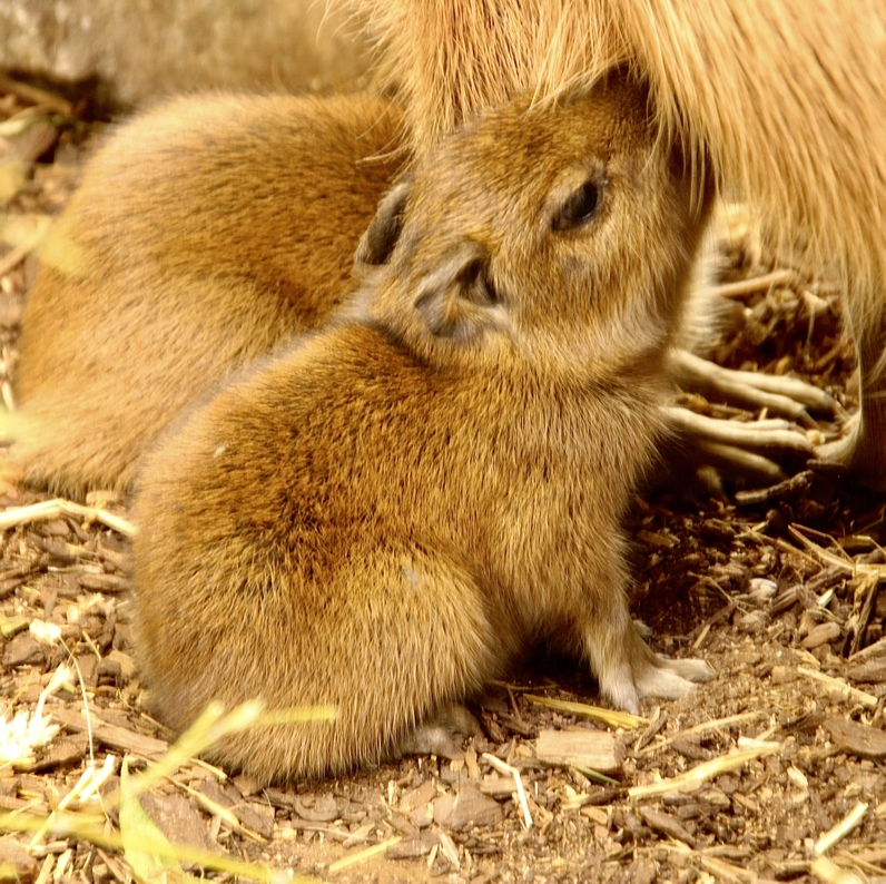 Ein junges Capybara trinkt Milch bei seiner Mutter