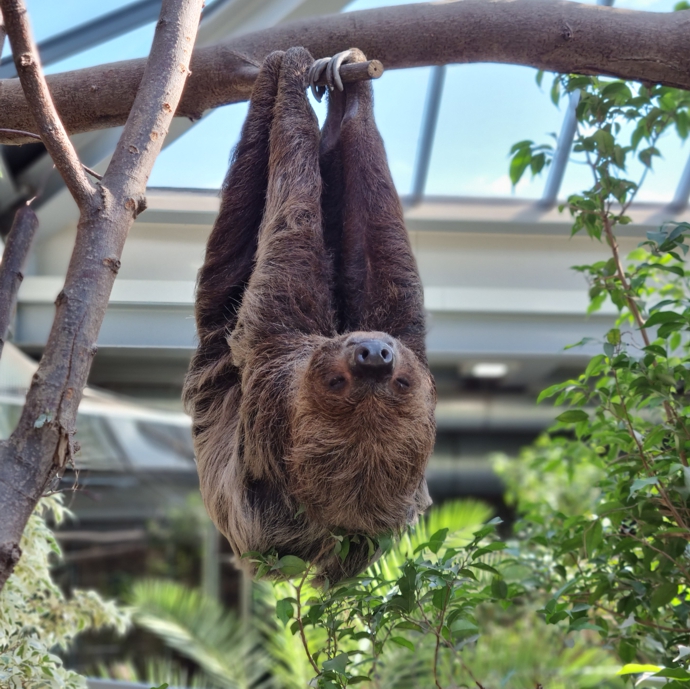 Ein Zweifingerfaultier hängt mit allen vier Beinen an einem Ast in der Südamerikahalle des Zoo Neuwied