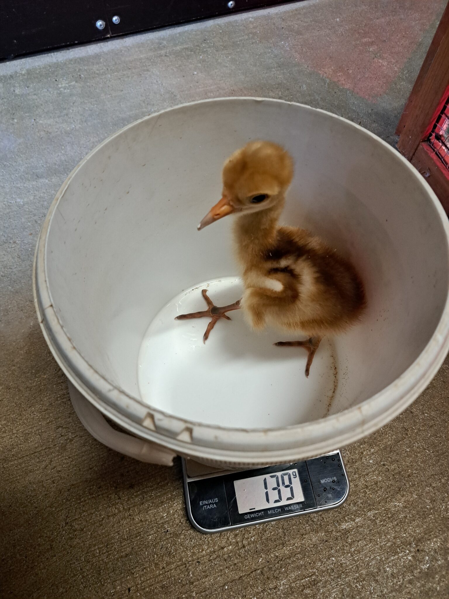 Ein Saruskranich-Küken wird zur Kontrolle gewogen.