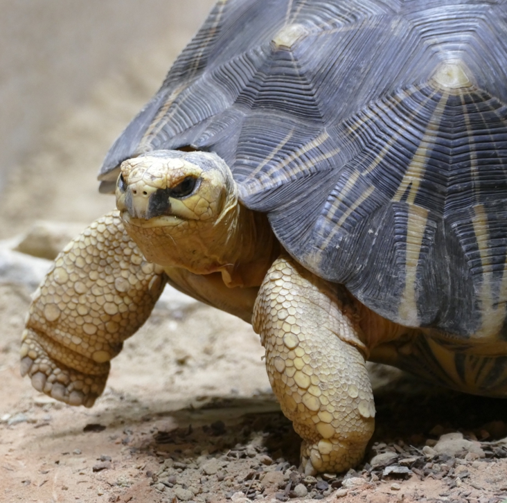Eine Strahlenschildkröte