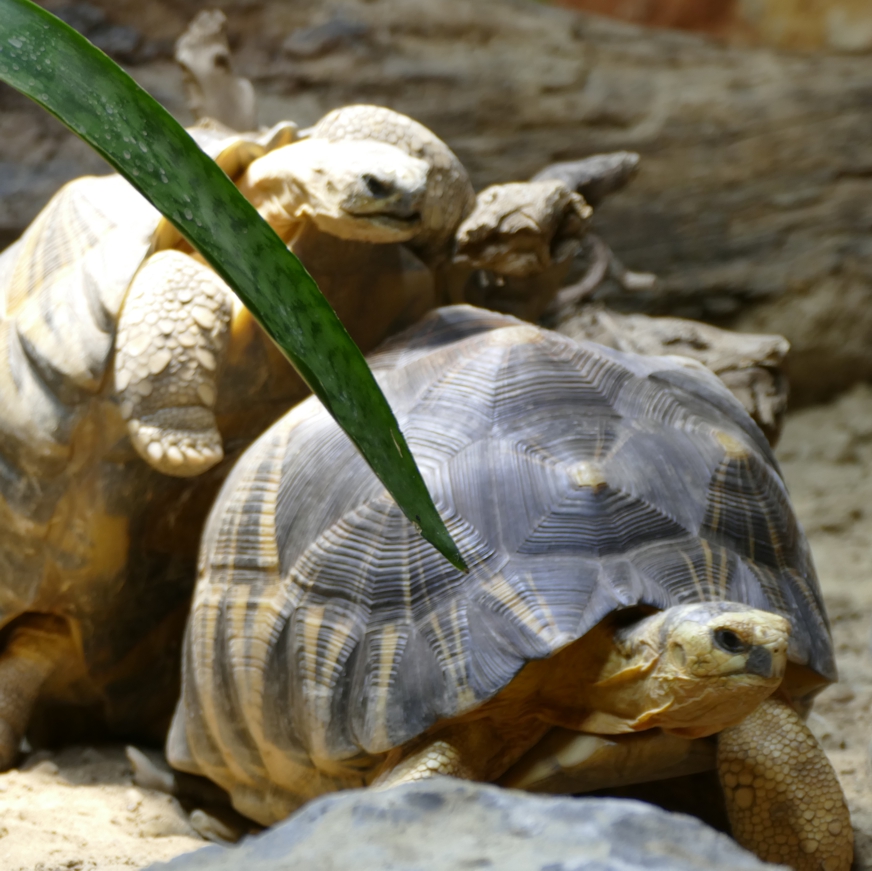 Zwei madegassische Strahlenschildkröten bei der Paarung