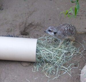 Ein Erdmännchen sucht in einer Futterröhre nach Mehlwürmern.