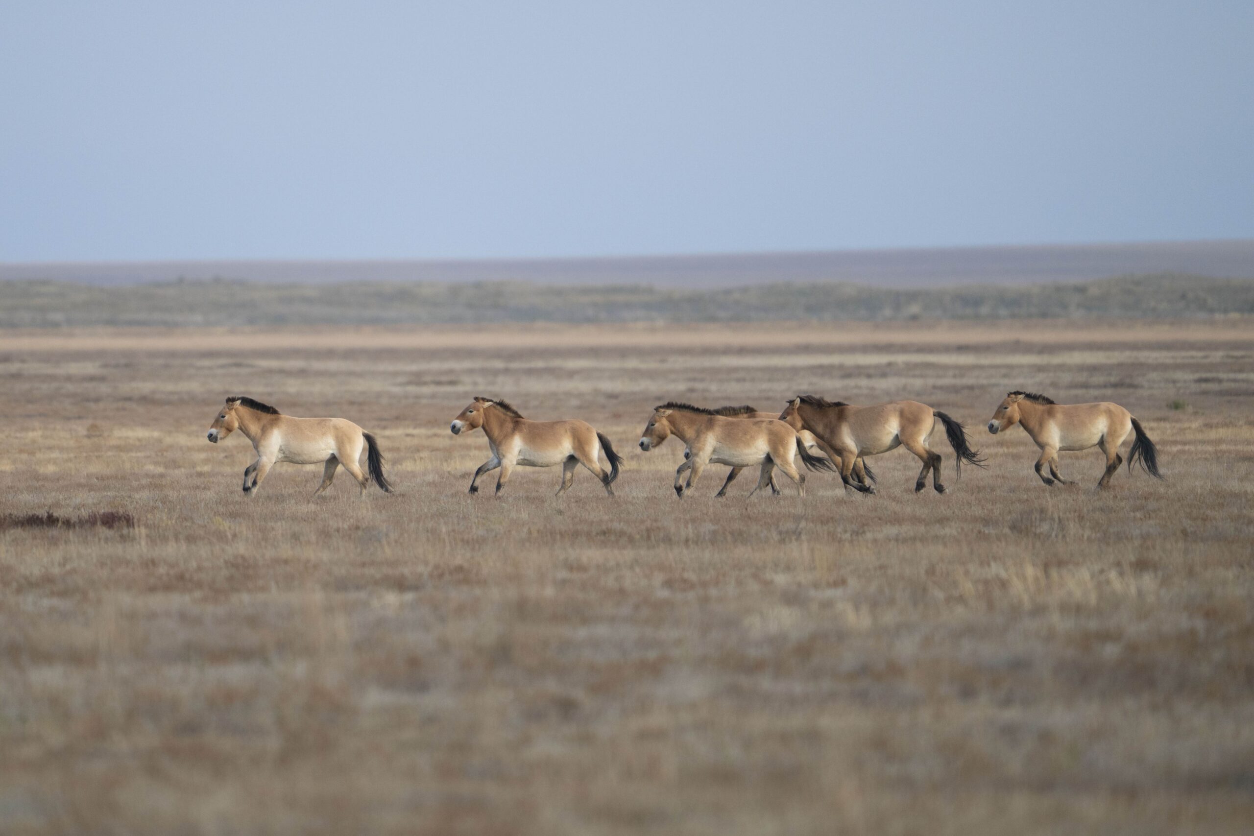 Przewalskipferde in der Mongolei, Foto durch das Altyn Dala Projekt und Daniel Rosengren bereitgestellt