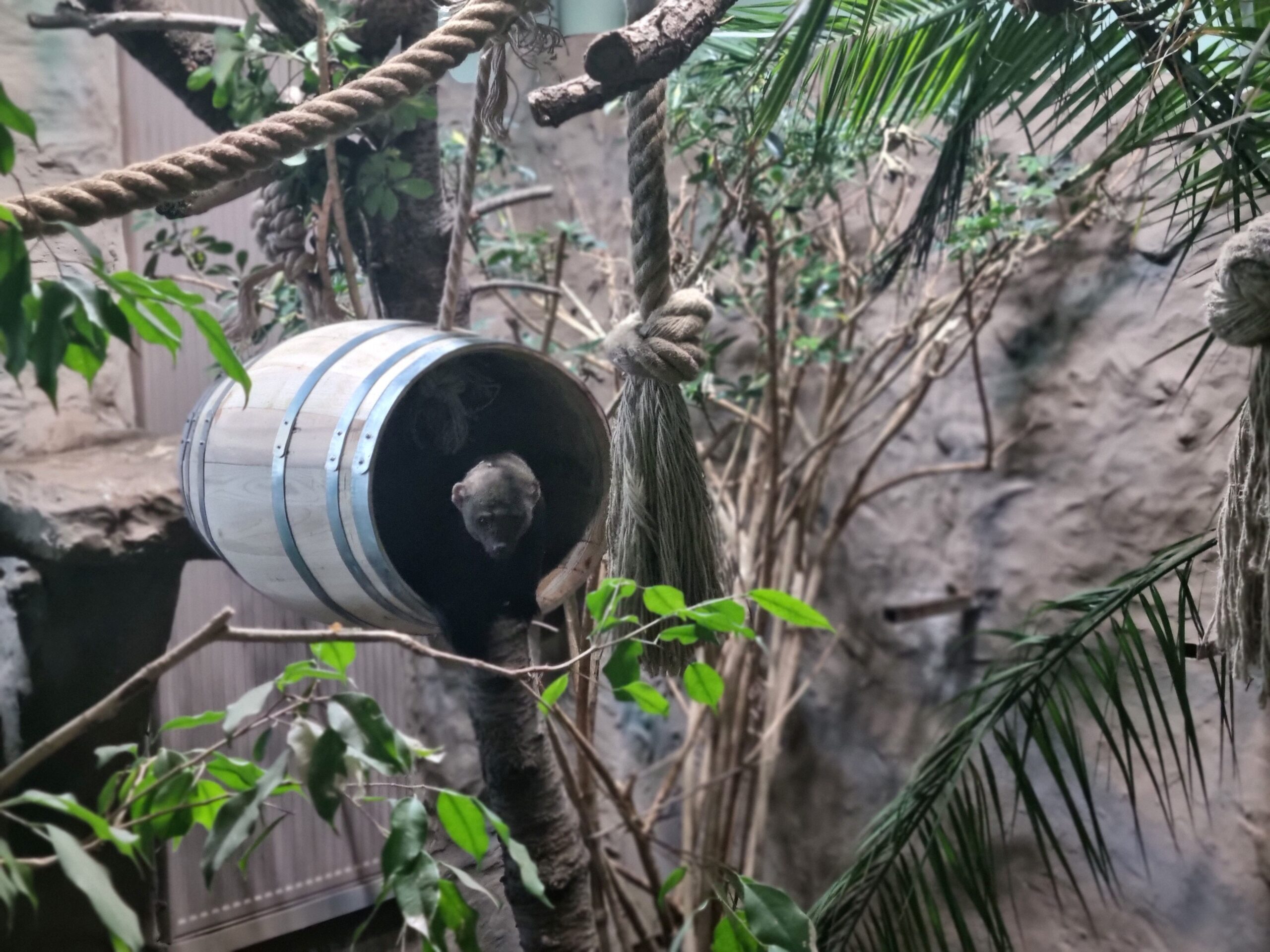 Eine Tayra liegt in einem Weinfass