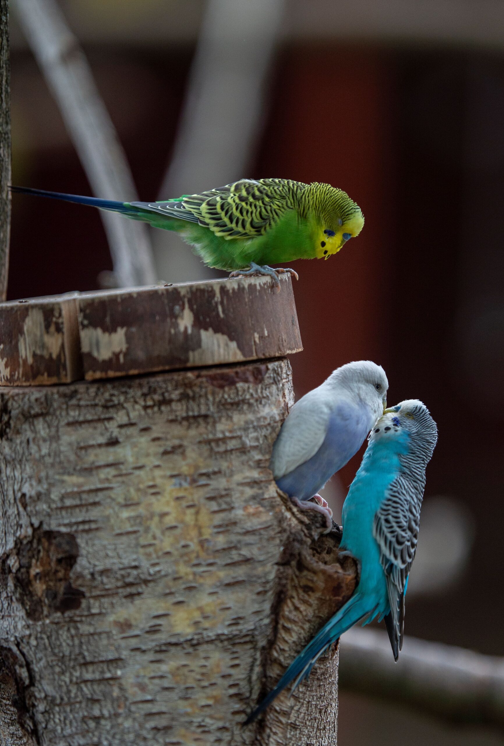 Wellensittiche an ihrer Nisthöhle