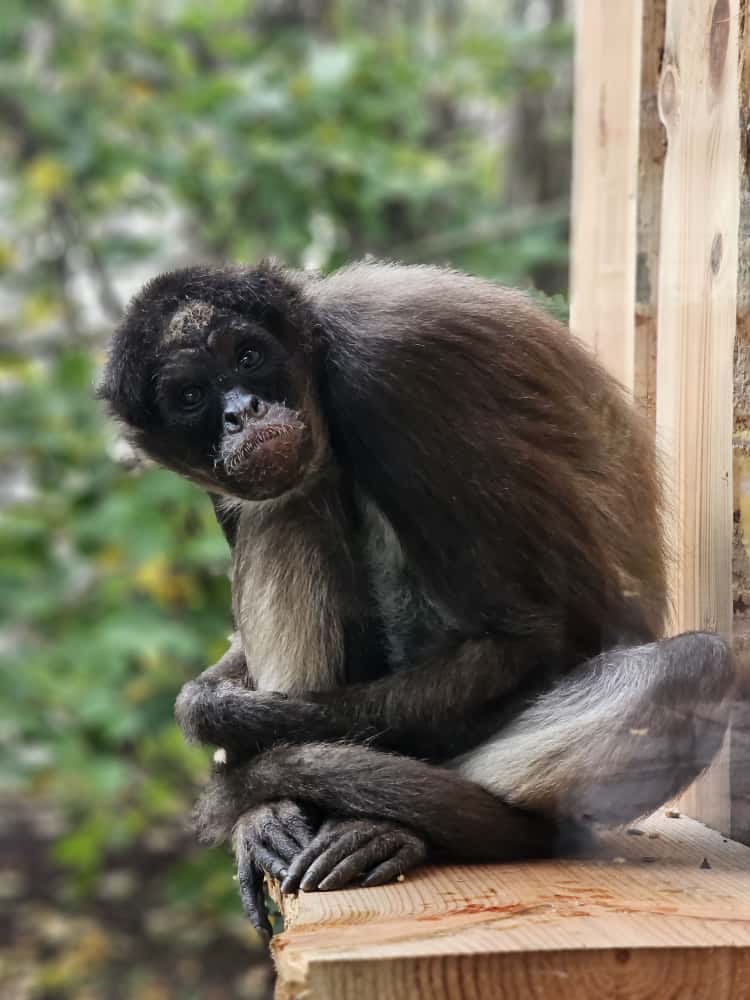 Ein Brauner Klammeraffe im Zoo Neuwied schaut in die Kamera
