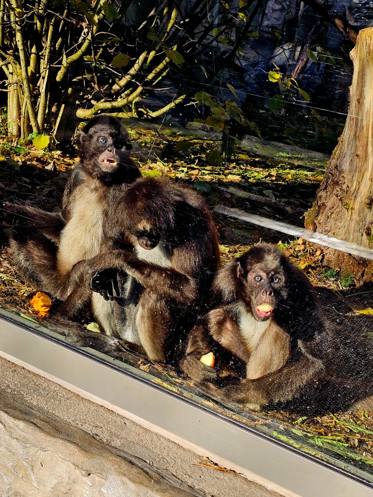Drei Braune Klammeraffen im Zoo Neuwied auf ihrer Außenanlage