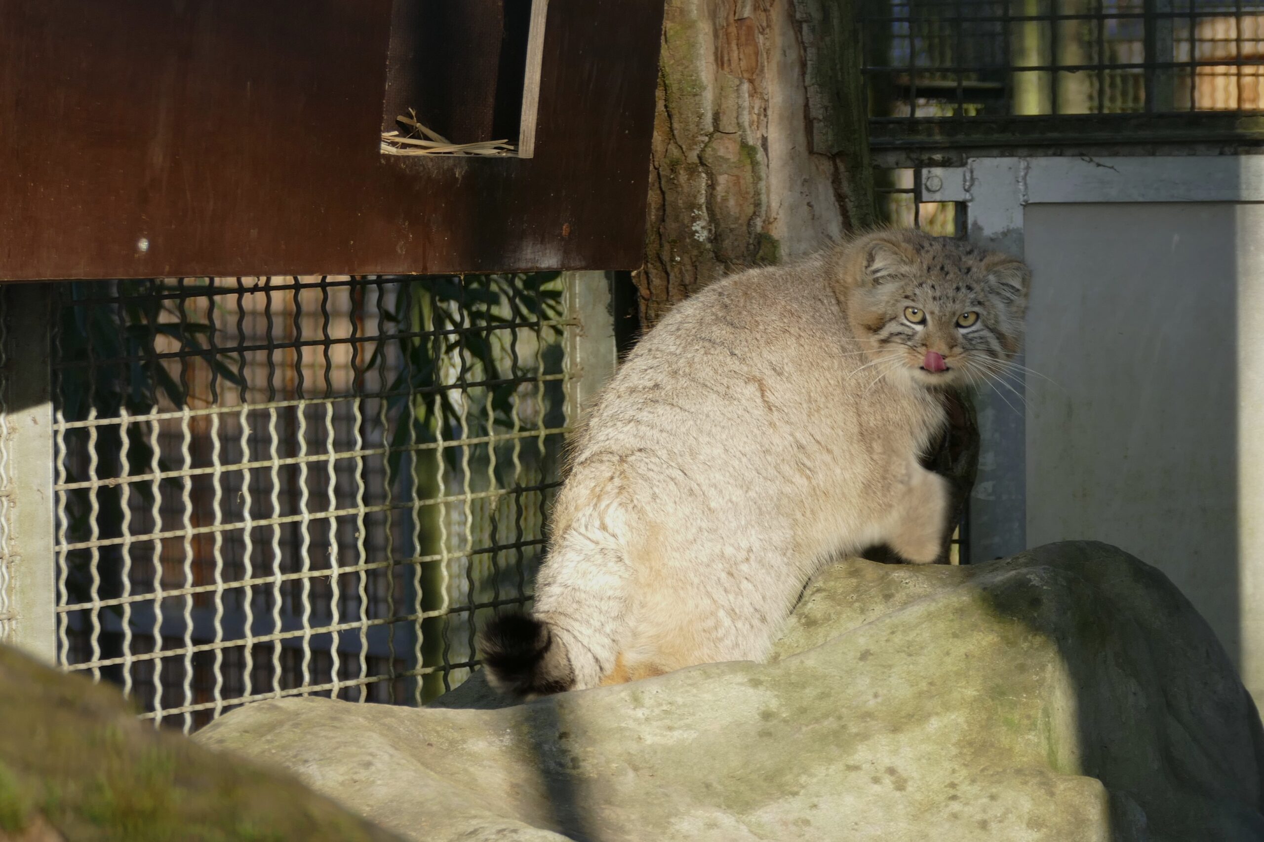 Manul Arthur 28-12-2025 (21) Manul im Zoo Neuwied schleckt sich das Mäulchen