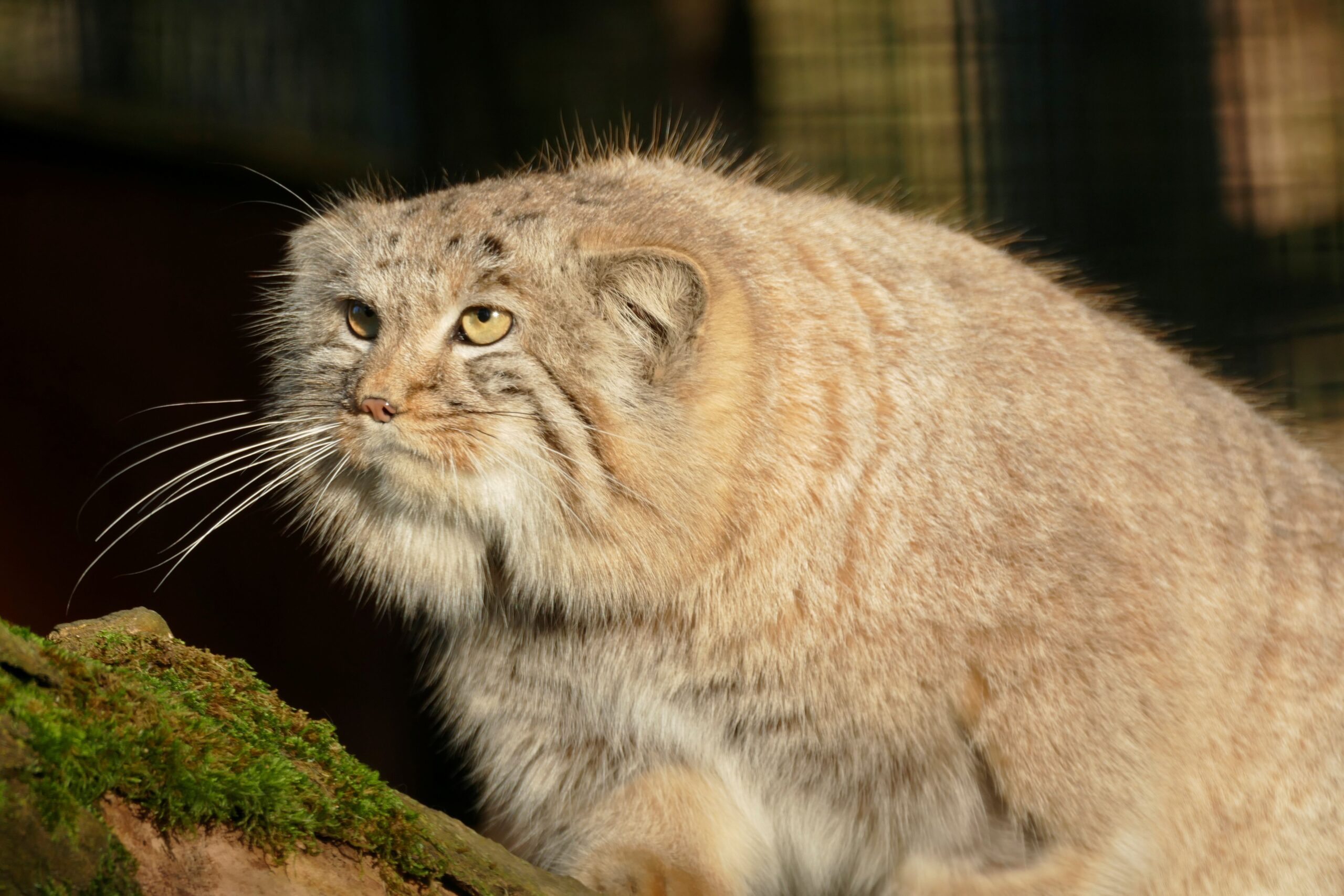 Manul Dezember 2025 Manul im Zoo Neuwied im Sonnenschein