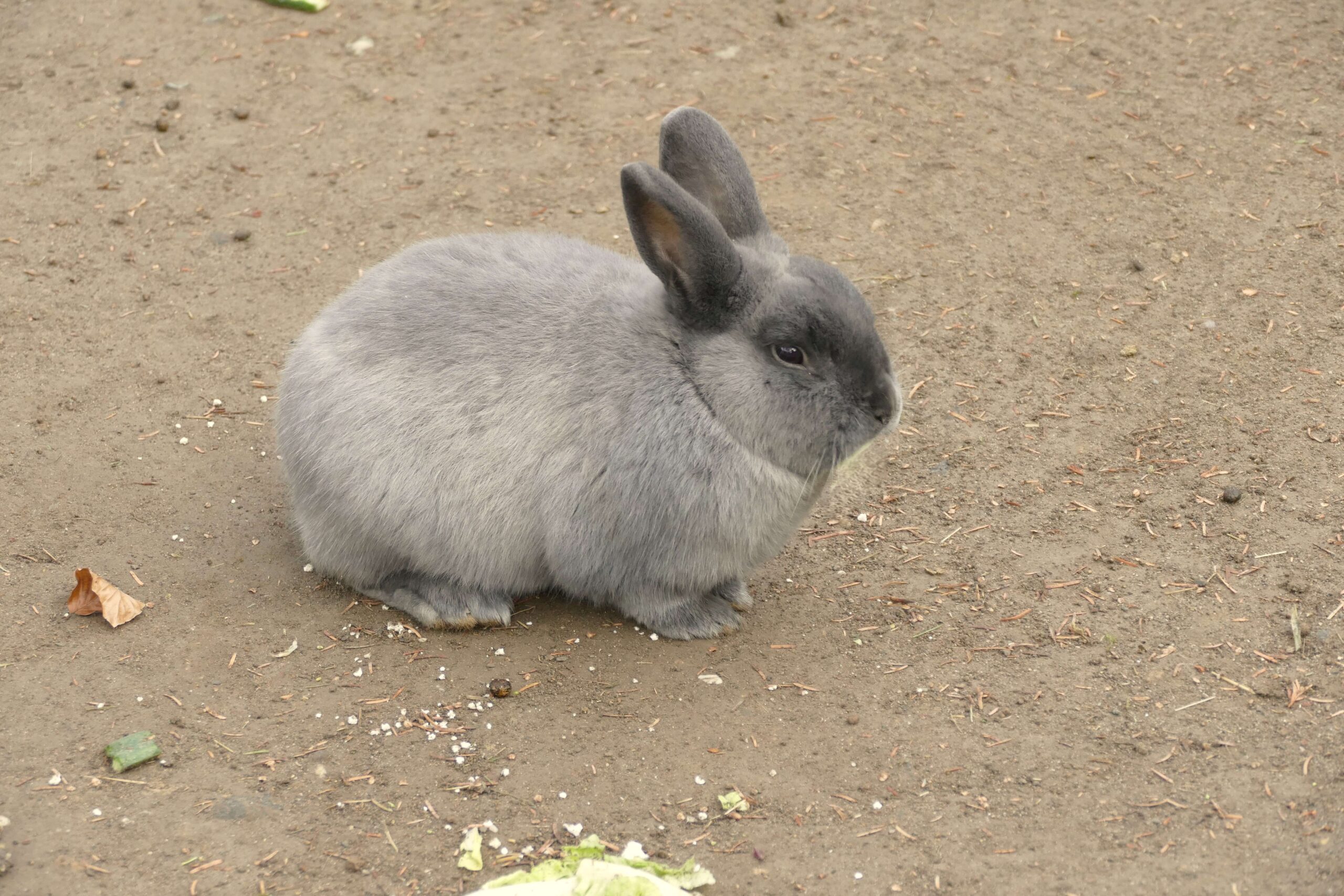 Ein Marderkaninchen im Zoo Neuwied sitzt neben dem Salat in seinem Gehege.