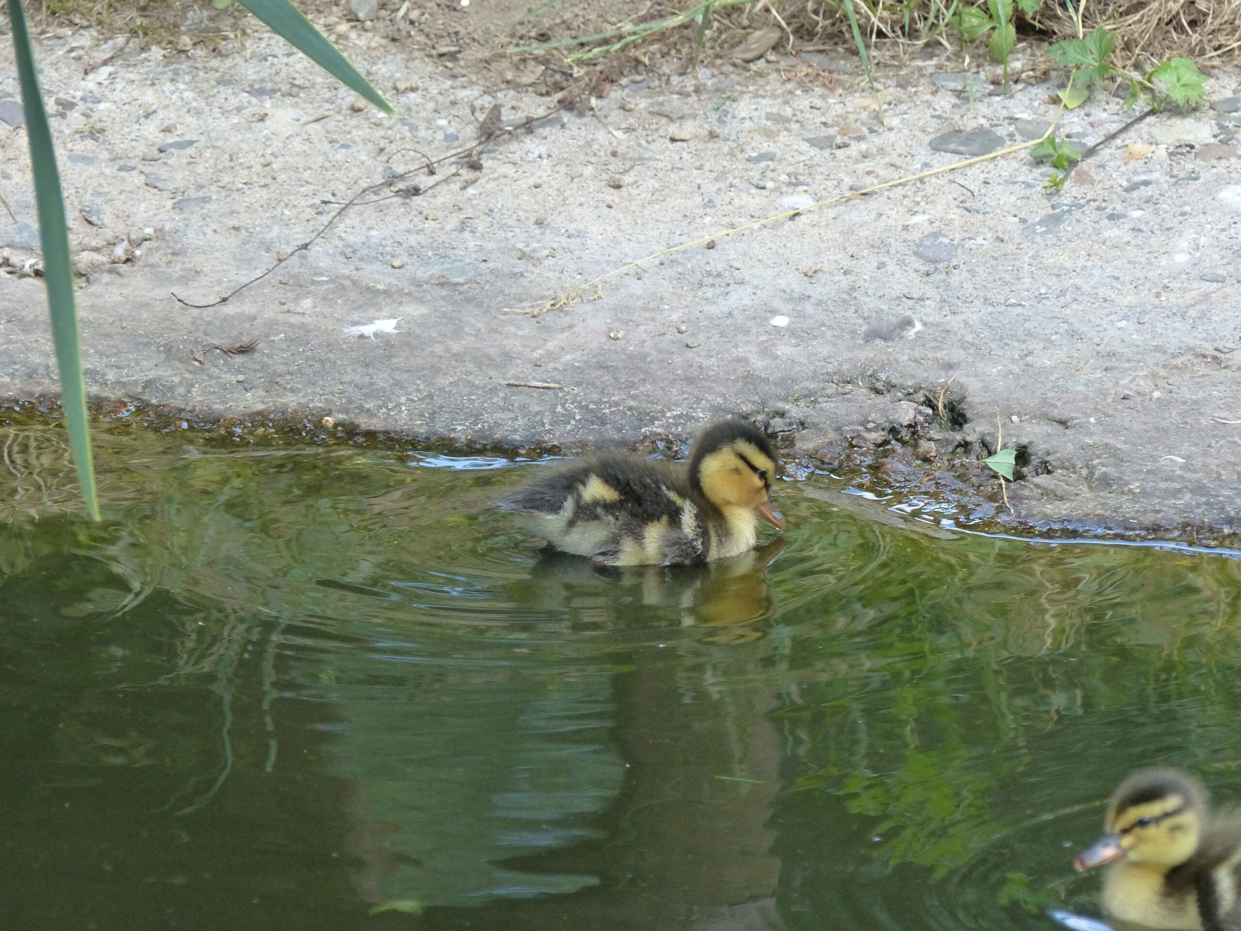 Küken einer Stockente schwimmt im Wasser