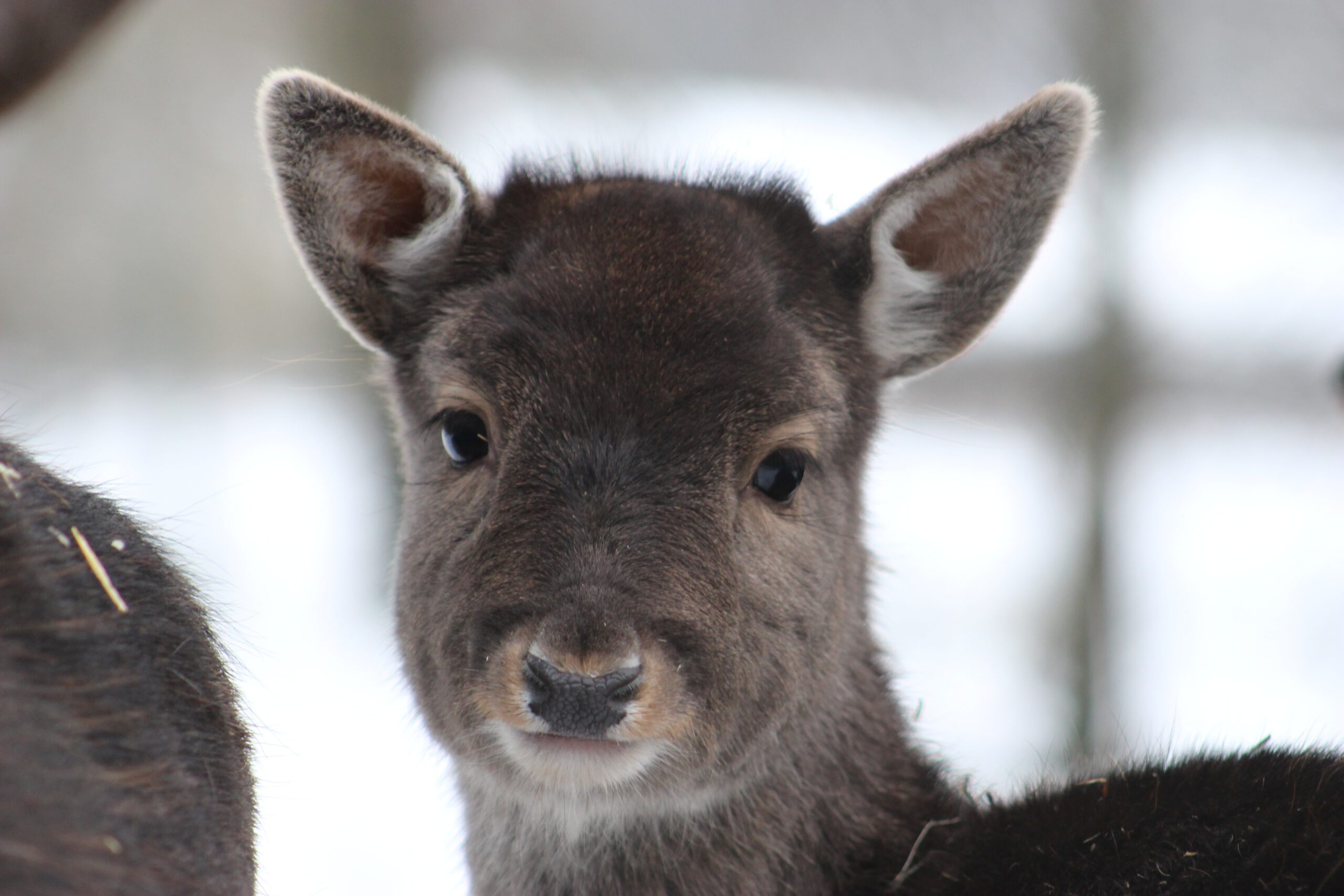 Damwild im Zoo Neuwied steht im Schnee