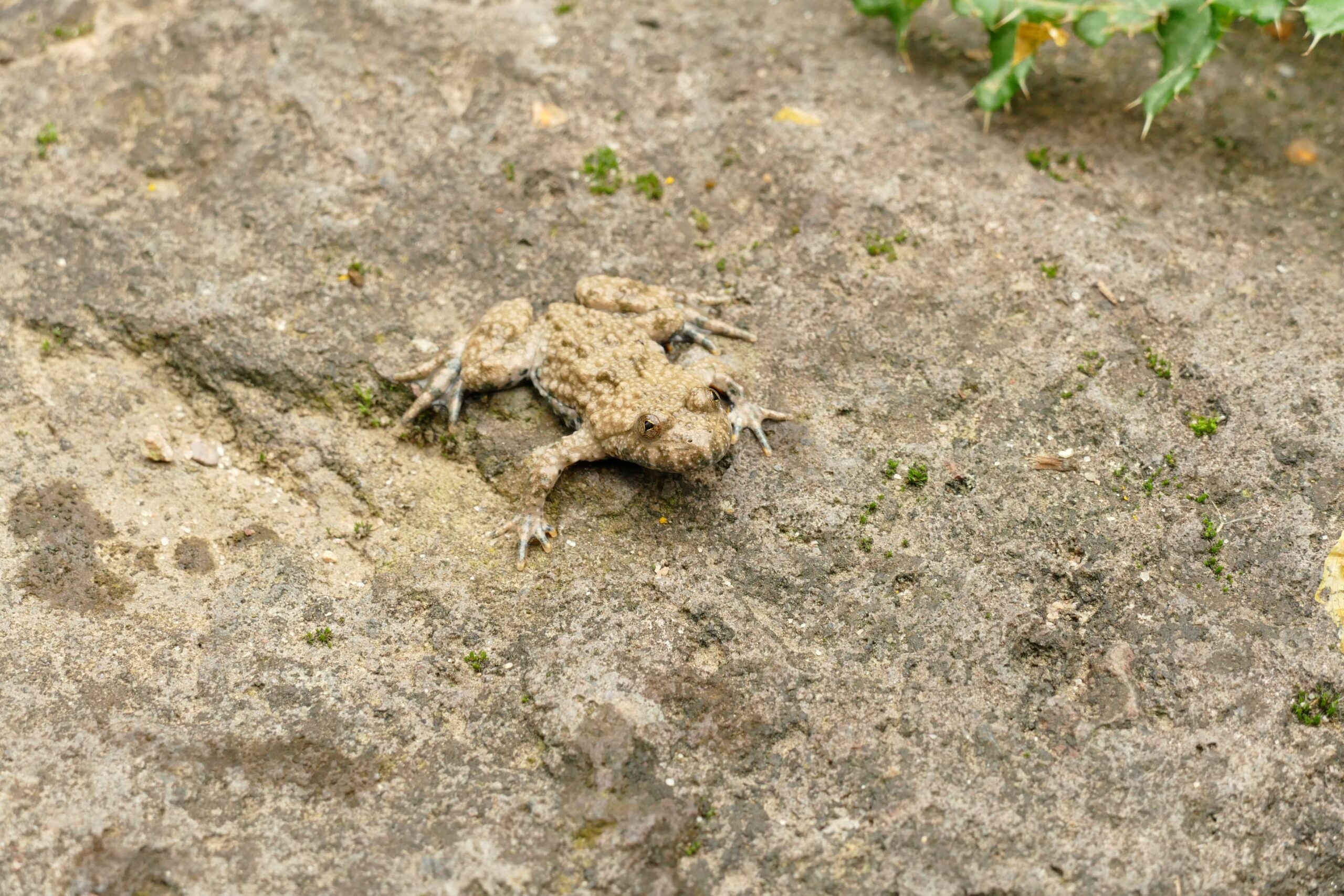 Gelbbauchunke _ Eva Fritsch Eine Gelbbauchunke im Zoo Neuwied sitzt gut getarnt auf einem Stein