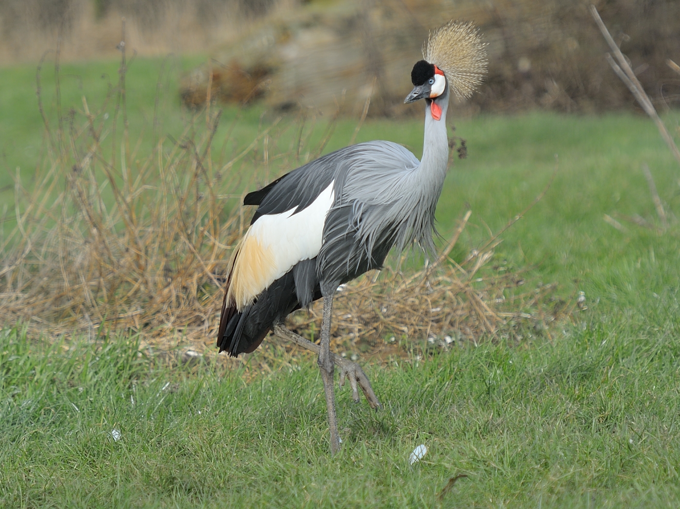Grauer Kronenkranich_Ian Turner (4) Grauer Kronenkranich auf einer Wiese