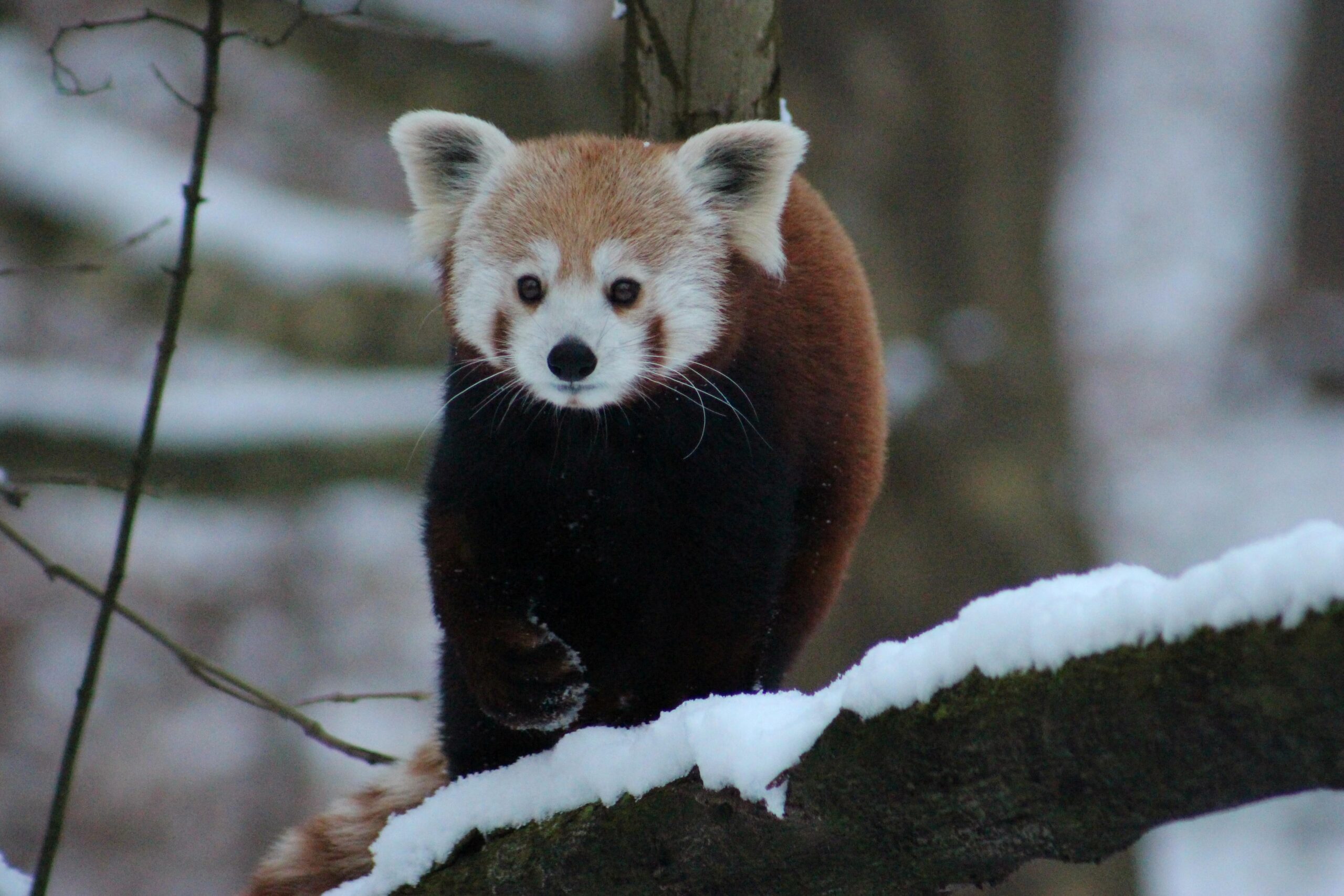 Katzenb&auml;r im Zoo Neuwied im Schnee