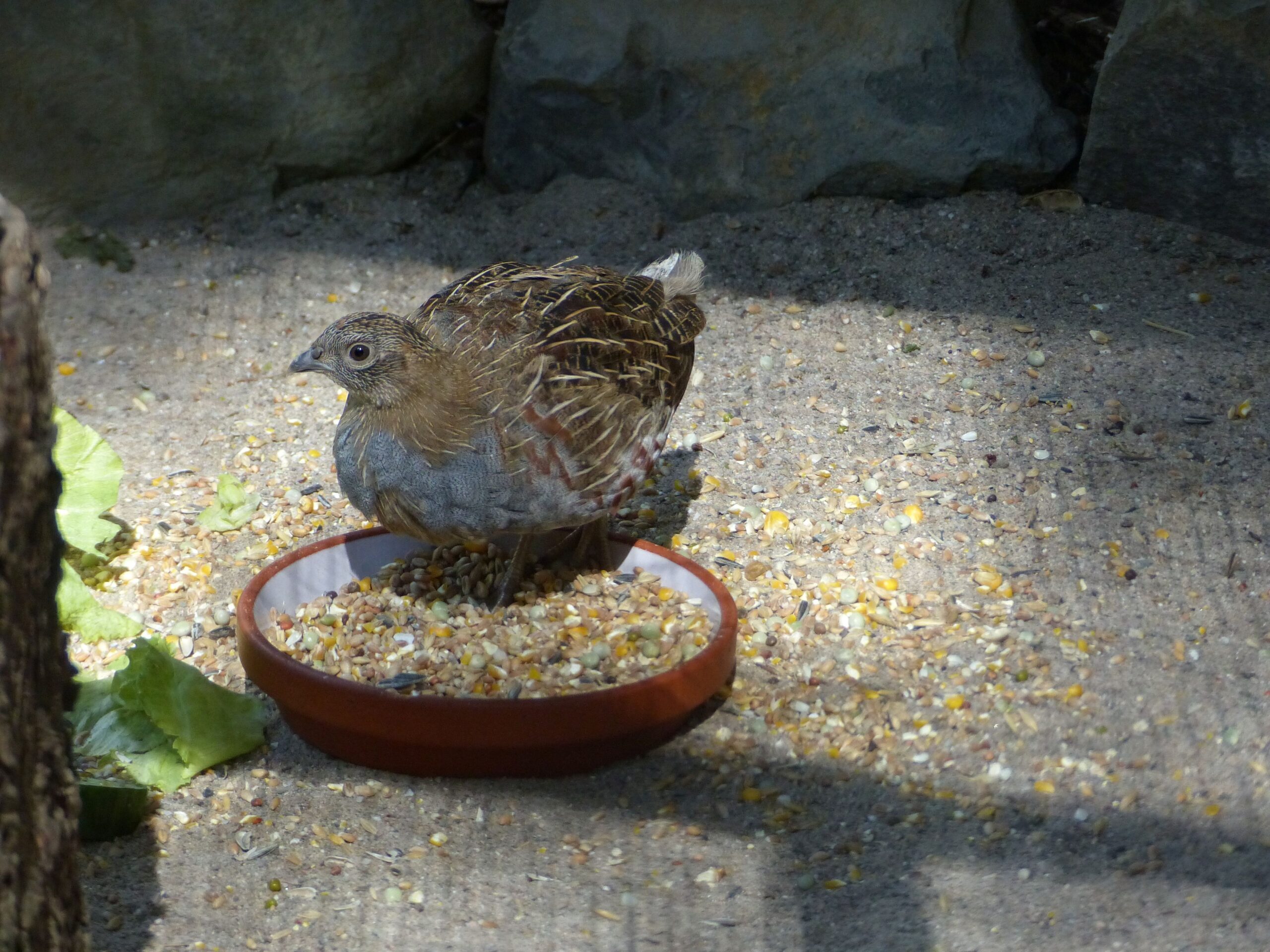 Rebhuhn im Zoo Neuwied in seiner Futterschale
