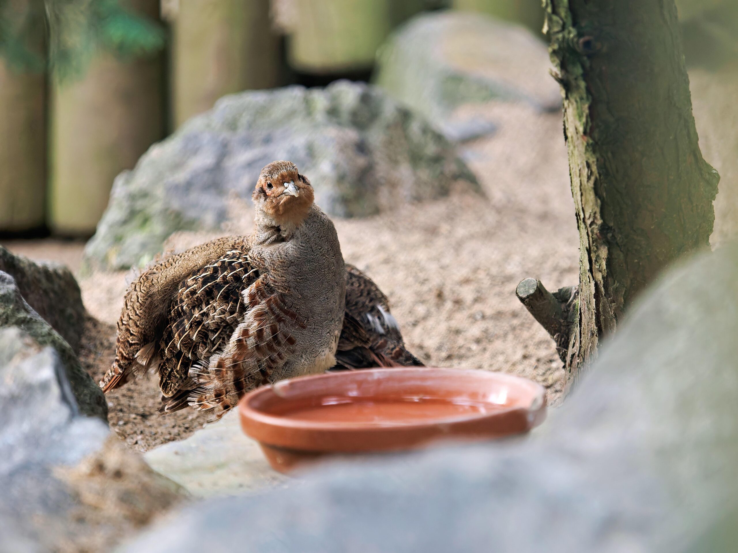 Rebhuhn im Zoo Neuwied in der Sonne