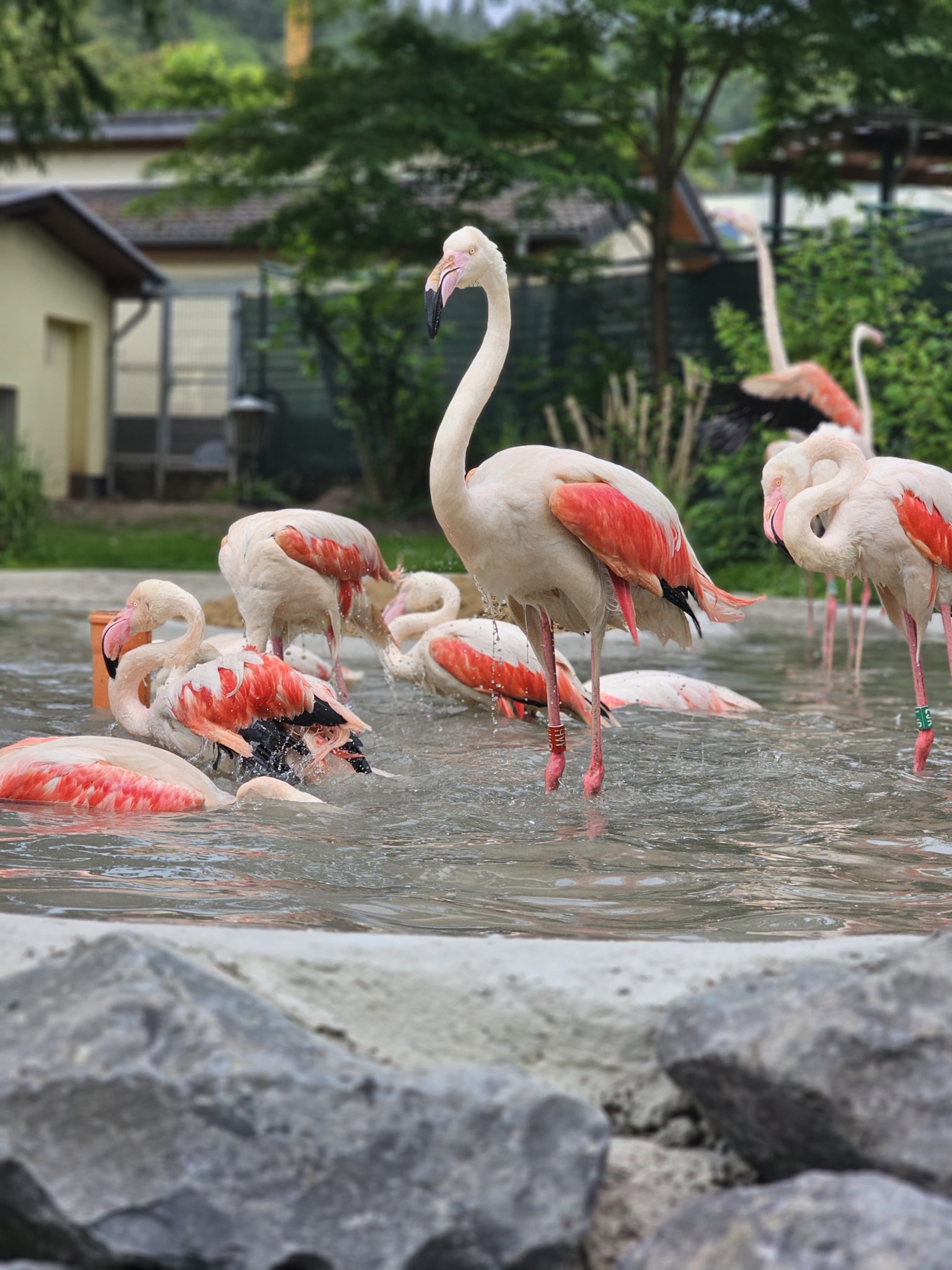 Rosaflamingos_Eva Fritsch Rosaflamingos im Zoo Neuwied baden im Wasser